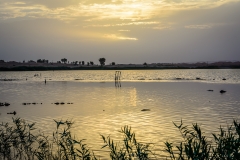 Tilapia Desert Lake